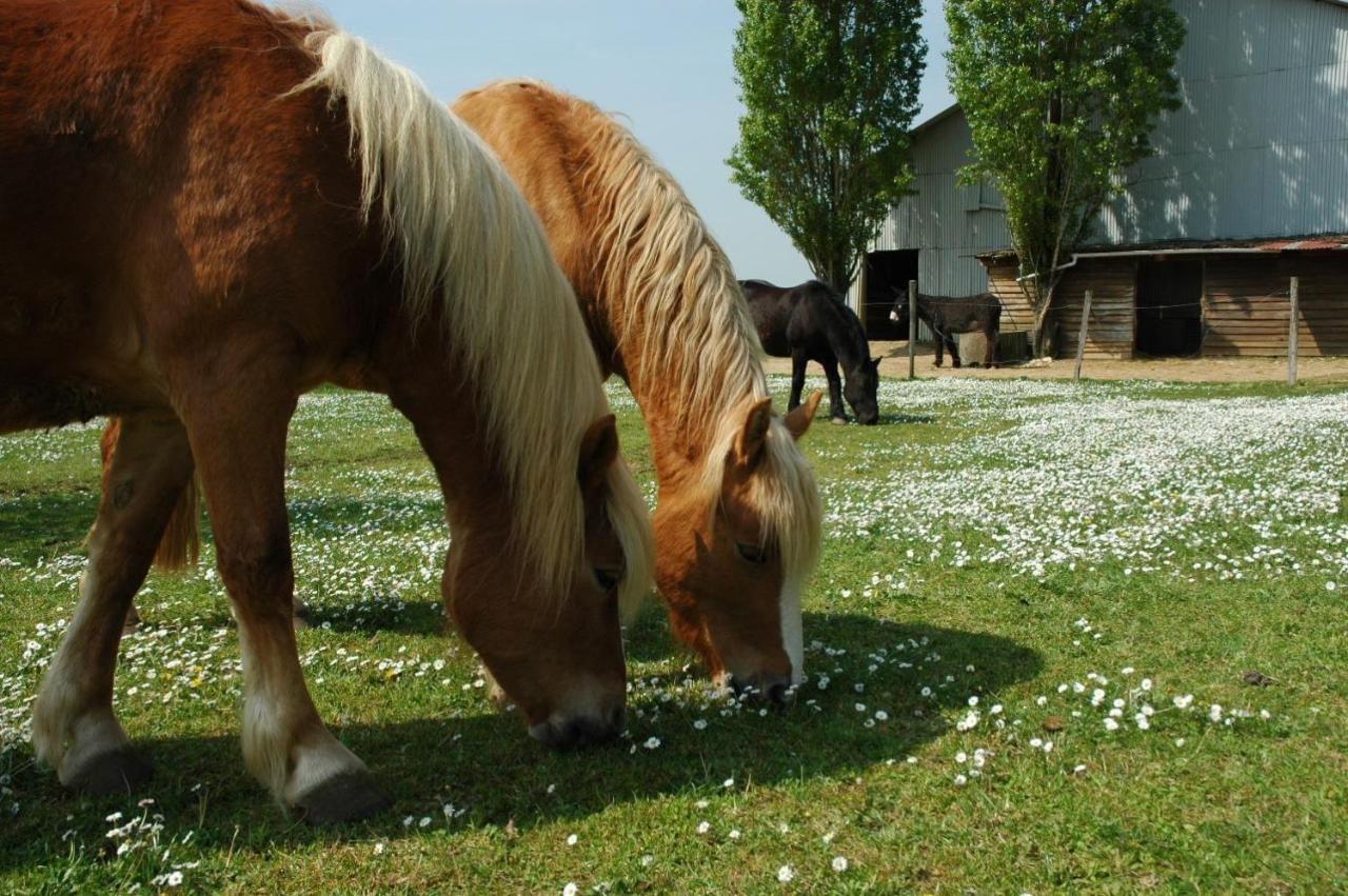 Mobilhome Sous Chalet En Bois A La Ferme Josnes Zewnętrze zdjęcie