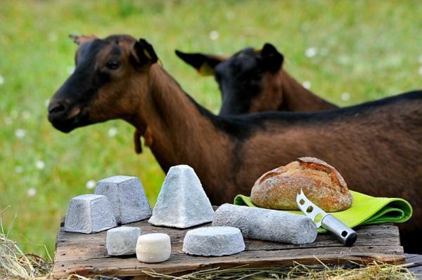 Mobilhome Sous Chalet En Bois A La Ferme Josnes Zewnętrze zdjęcie