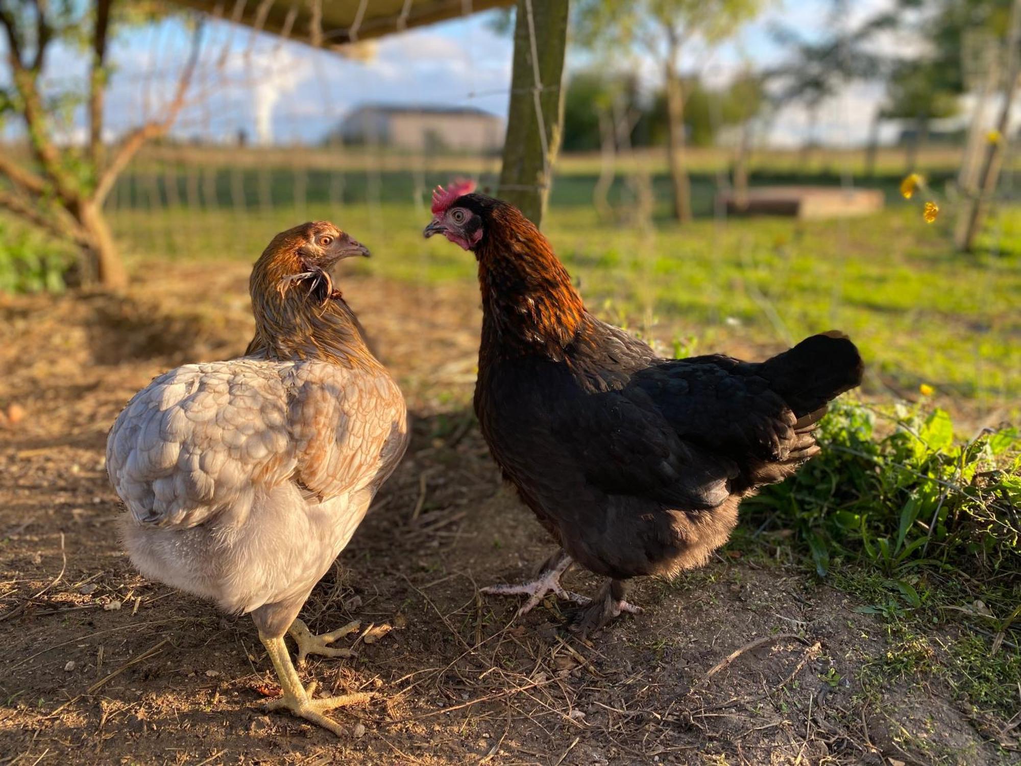 Mobilhome Sous Chalet En Bois A La Ferme Josnes Zewnętrze zdjęcie